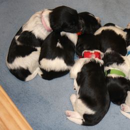 Schapendoes Puppies from Dream Star Schapendoes