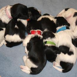 Schapendoes Puppies from Dream Star Schapendoes