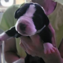 Blue collar girl - Mantle female Great Dane puppy in Gansevoort, New York from Fancy Danes