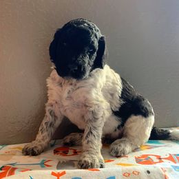 Poodle Puppies from L&K’s Standard Poodles