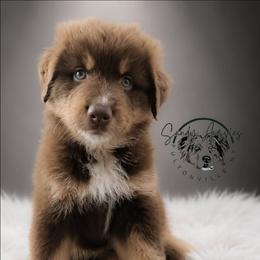 Godiva - Red tri-color female Australian Shepherd puppy in Fultonville, New York from Sandy Aussies & Pomeranians