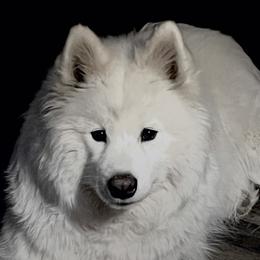 Daisy - Samoyed