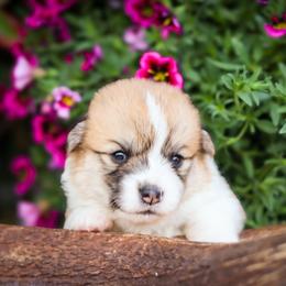 TinkerBell - Red female Pembroke Welsh Corgi puppy in Caliente, California from Rafter Cross 7