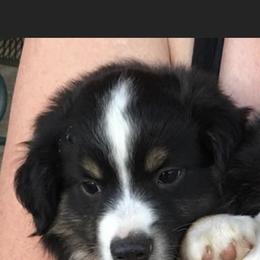 Miniature Australian Shepherd Puppies from Rowdy Ranch Tx