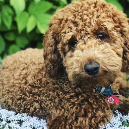 Goldendoodles from Mini Hiker Doodles