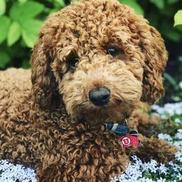 Goldendoodles from Mini Hiker Doodles