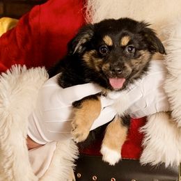 Cinnamon Roll - Black tri Miniature Australian Shepherd puppy in Tennessee from Coolsprings Aussies