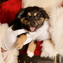 Cinnamon Roll - Black tri Miniature Australian Shepherd puppy in Tennessee from Coolsprings Aussies