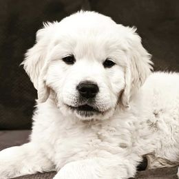 Golden Retrievers from Columbia Basin English Cream Golden Retrievers