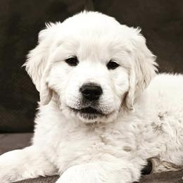 Golden Retrievers from Columbia Basin English Cream Golden Retrievers