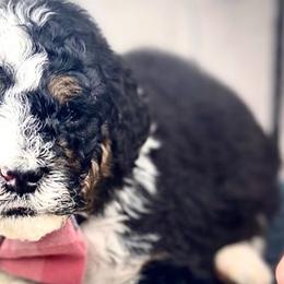Bernedoodles from Lala Belle Litters