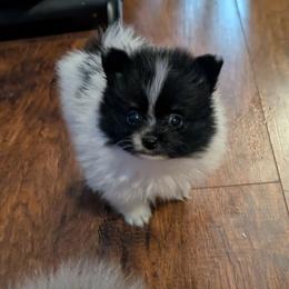 Runt Parti Girl - Black parti female Pomeranian puppy in Danielsville, Georgia from PassionatePomPoms