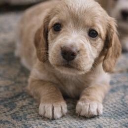 Denton - Red male Dachshund puppy in Springfield, Missouri from Queen City Sausage Dogs