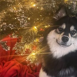 Pomskies from Blue Sky Pomsky