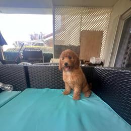 Girl 2(yellow collar) - Red  female Goldendoodle puppy in Weston, Florida from Lucky's Poodle & Doodles