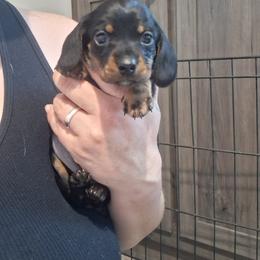 Girl 1 - Black and tan female Dachshund puppy in Claremont, North Carolina from The Mini Farmhouse