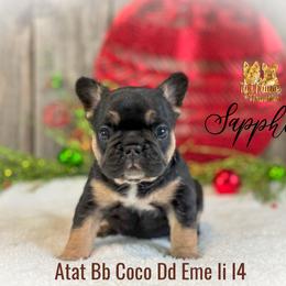 French Bulldog Puppies from Toy House Frenchies