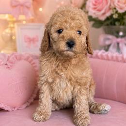 Hillary - Apricot female Goldendoodle puppy in Yuciapa, California from AlltheDoodlez_