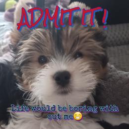 Yorkshire Terrier Puppies from Schultz Yorkies byGrace