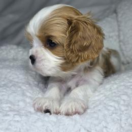 Cavalier King Charles Spaniel Puppies from Graceful Acres