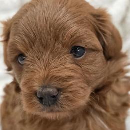 Rascal Boy 1 - Red male Assorted Doodle Crosses puppy in Churchill County Fallon, Nevada from Card Family Ranch