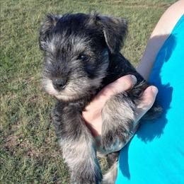 AKC Antonio - Salt and pepper male Miniature Schnauzer puppy in Richardton, North Dakota from Crooked Tree Ranch