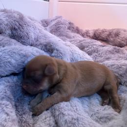 Girl 3 - female Havanese puppy in Cadwell, Georgia from Hashtag Havenese