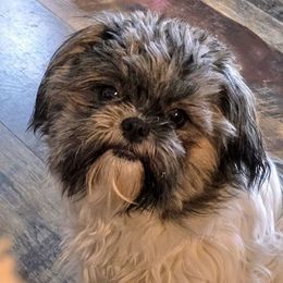 Jasmine - Shih Tzu