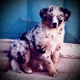 Bob (Boba Fett) - Blue merle male Australian Shepherd puppy in Tucson, Arizona from TTTNT Aussies