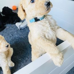 Poodle Puppies from Agape Standard Poodles