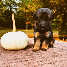 Leah (purple) - Black and red female German Shepherd puppy in Union City, Ohio from Heaven’s Angels
