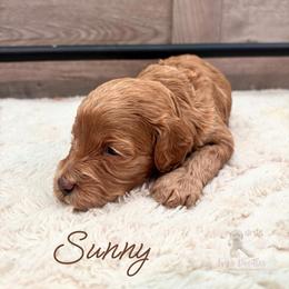 Sunny - Apricot male Goldendoodle puppy in Birmingham, Alabama from Ivy’s Doodles