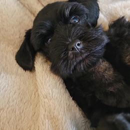 Skye - Black male Miniature Schnauzer puppy in Saratoga Springs, Utah from Happy Beard Schnauzers