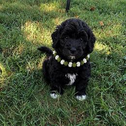 Scout - Black male Goldendoodle puppy in Portland, Tennessee from Happy_Tails_by_TJ