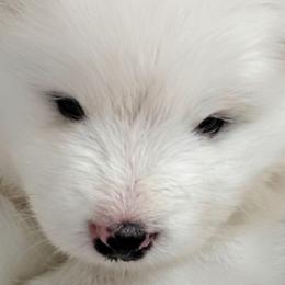 Golden Retrievers and Samoyeds from Scarlett Creek Retrievers and Samoyeds