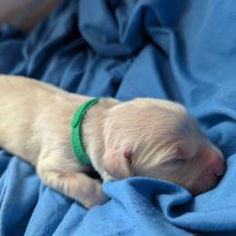 Green Boy - Light golden male Golden Retriever puppy in Peoria, Arizona from Nordic Woof's Golden Retrievers