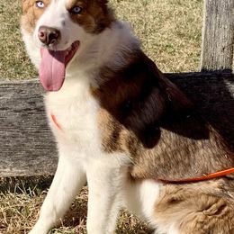 Rook - Border Collie