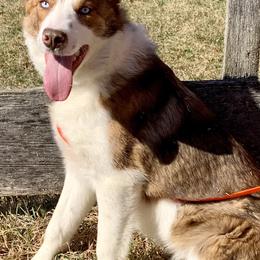 Rook - Border Collie
