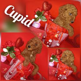 Cupid - Red  male Poodle puppy in Lancaster, California from Heavenly poodle and doodle