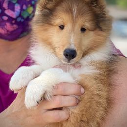 Shetland Sheepdog Puppies from Solange Shelties