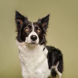 Vika - Border Collie