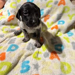 Green - Black roan female German Shorthaired Pointer puppy in Jackson, Georgia from Rosengrace Gsps (formerly Tiner GSP’s)