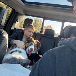 Fenrir - Australian Shepherd