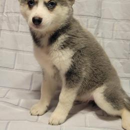 Daisy - Blue female Pomsky puppy in Stover, Missouri from Lx2 County Line Pomskies