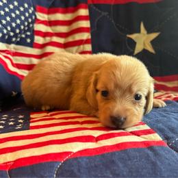 Martha Washington - Cream female Dachshund puppy in Summertown, Tennessee from The Dapper Dachshund
