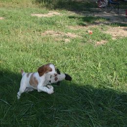 Brittany Puppies from Center Ridge Brittanys
