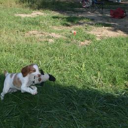 Brittany Puppies from Center Ridge Brittanys