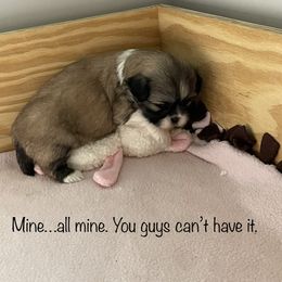 Shih Tzu Puppies from Little Lion Puppies