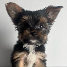 Ready to go Teacup Y-B - Black and tan male Yorkshire Terrier puppy in Dahalonega, Georgia from Country Dog Kennels.