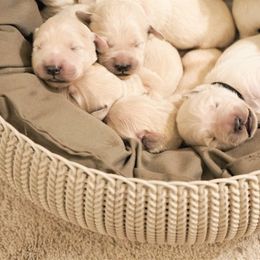 Golden Retriever Puppies from Cannon's Au Retrievers